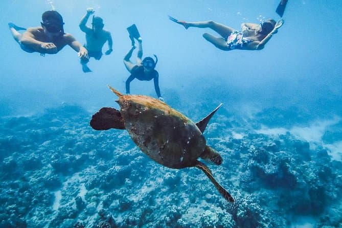 Best Oahu Snorkeling Tours & Marine Life Adventures