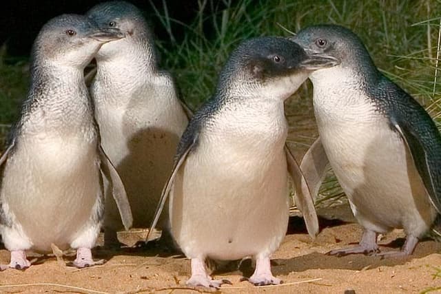 Private custom Tour of Phillip Island With Penguin Parade