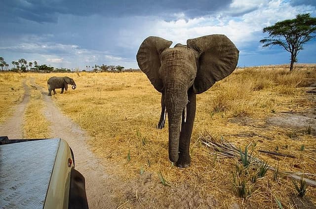 2 Days In Ruaha National Park.