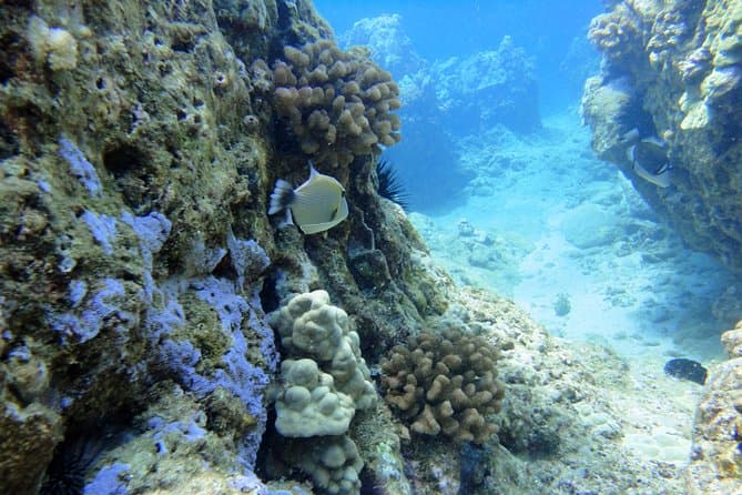 Best Maui Snorkeling Tours & Marine Life Adventures
