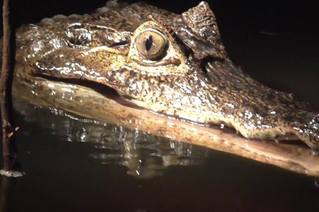 Caiman Spotting