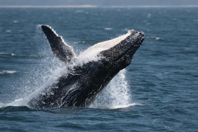 Jervis Bay Whale Watching Tour