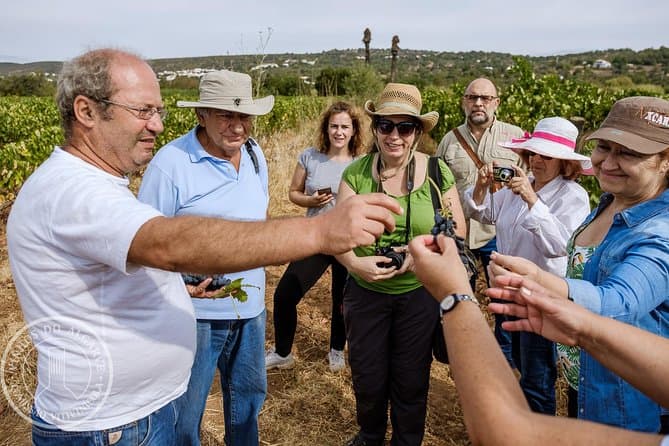 Best Algarve Wine Tours in Faro