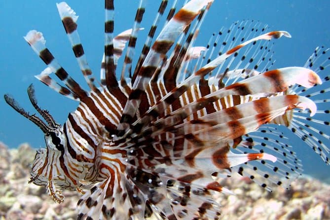 Best Snorkeling Adventures in Tunku Abdul Rahman Park