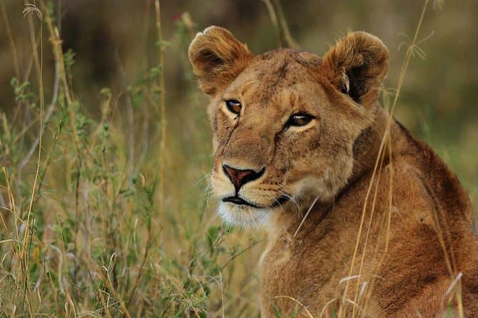 Unforgettable Tarangire & Ngorongoro Safari from Arusha