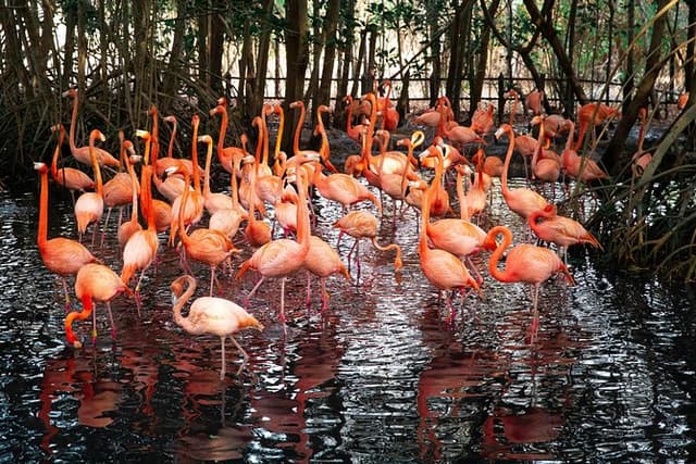 Aviario Nacional Including Playa Blanca Shared Tour
