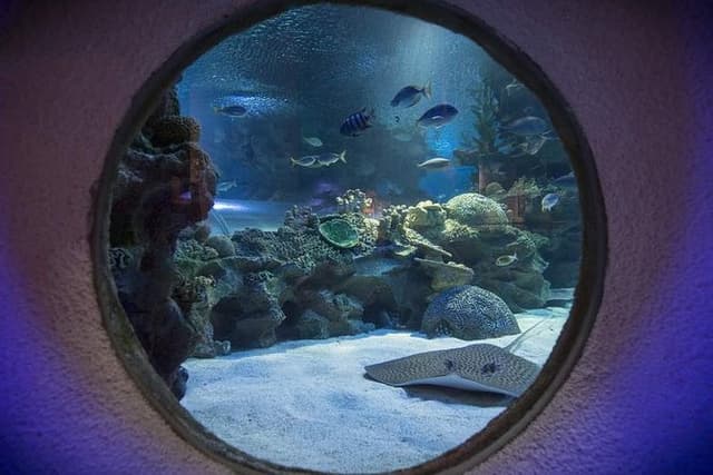 Malaysia: Aquaria KLCC Entry Ticket