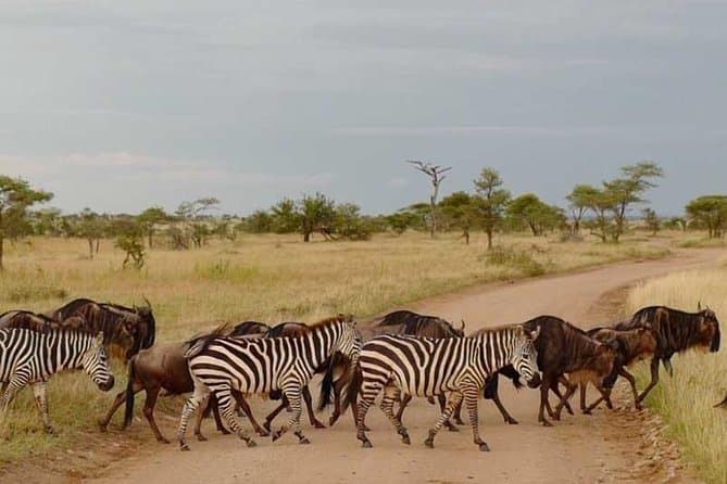 Moshi Northern Circuit Safari: Wildlife & Serengeti Magic