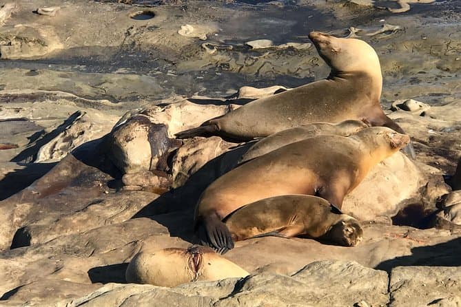 Best La Jolla Audio Tour: Explore San Diego's Coastline