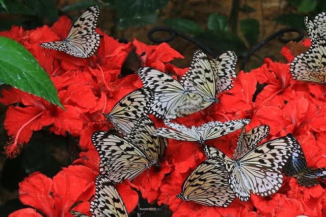 Malaysia: Discover Nature's Wonders with Entopia Entry Ticket
