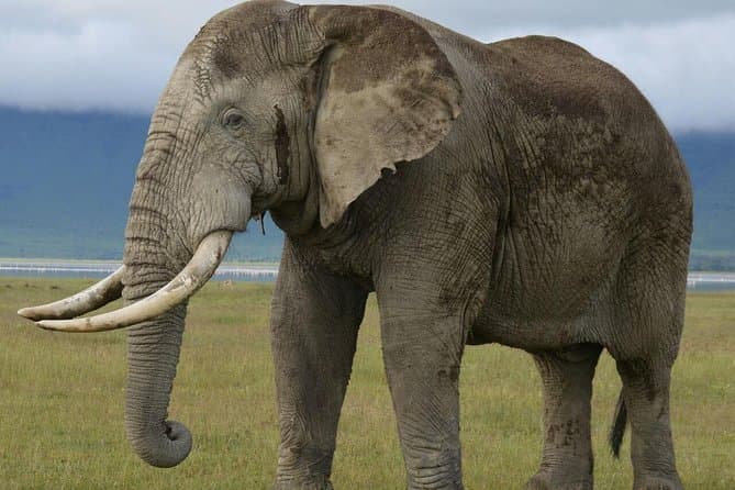 Safari to Zanzibar City: Wildlife & Spice Adventure