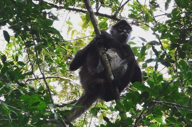 Best Tulum Jungle Tours & Activities