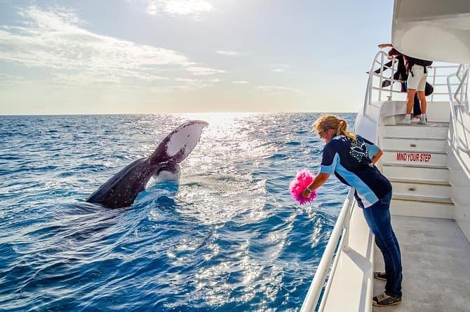 Unforgettable Humpback Whale Encounters in Hervey Bay