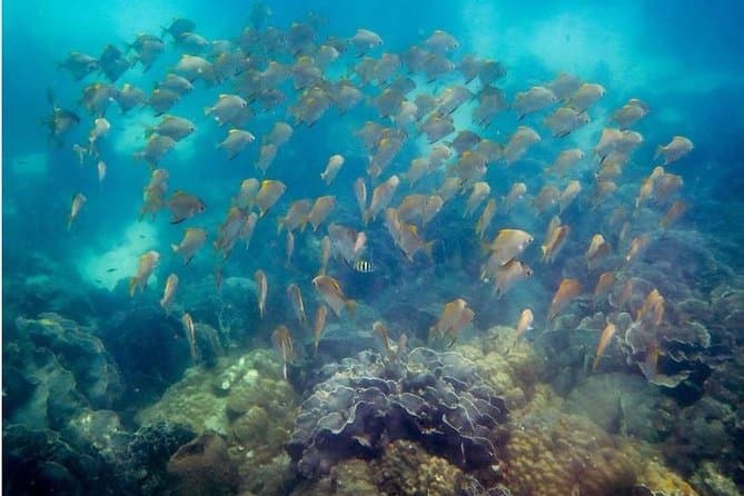 Best Nemo Island Snorkeling Tours & Marine Adventures