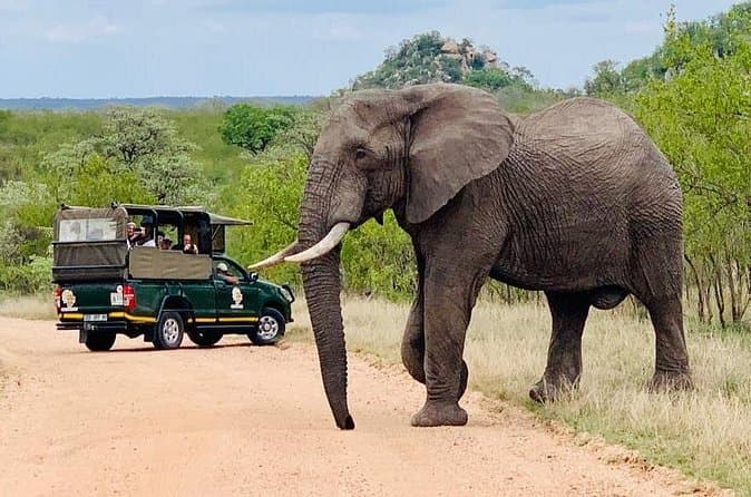 Best Kruger Safari Experiences Near Hazyview