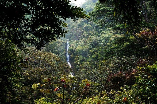 Manoa Falls Hike - Honolulu