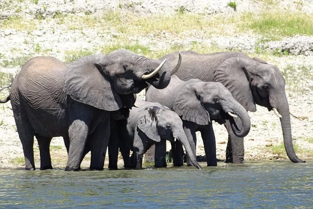 Chobe Safari Experience Day Trip - MINIMUM 2 PEOPLE