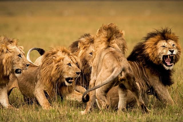 4 Days 3 Nights Safari (Tarangire or Manyara, Ngorongoro & Serengeti)