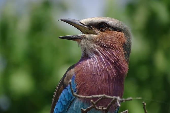 Best Livingstone Birding Safari & Wildlife Tours