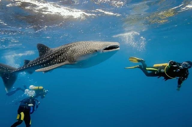 Dumaguete Oslob Whaleshark Tour