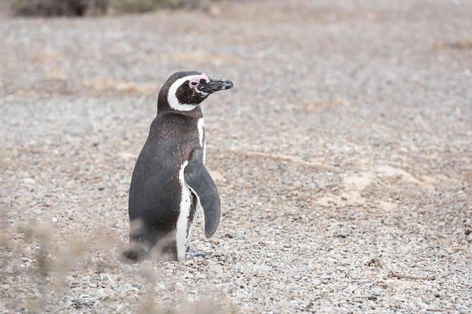 Compare Best Estancia San Lorenzo Penguin Tours