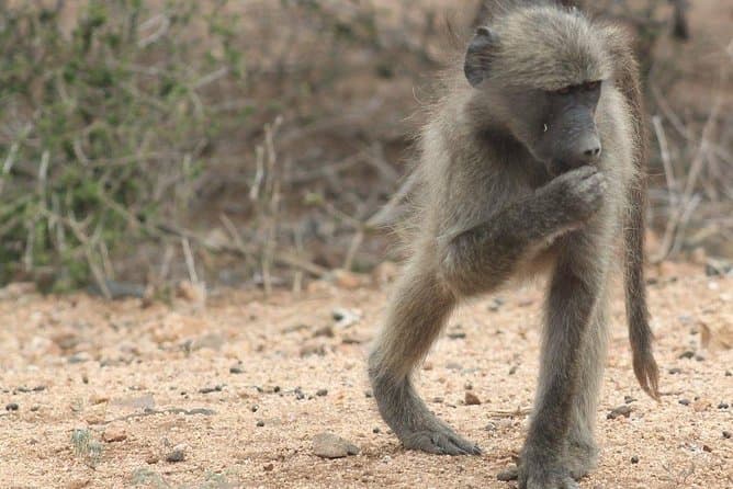 Maputo to Kruger Safari: Big Five Encounters