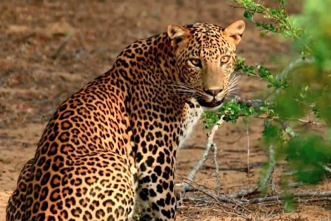 Colombo to Yala: Wildlife Safari Escape