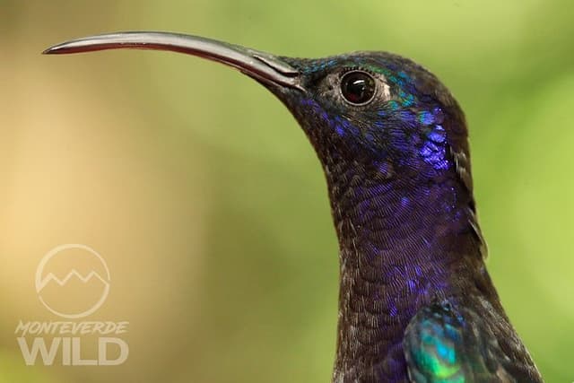 Birdwatching tour at the Cloud Forest -Monteverde Wild-
