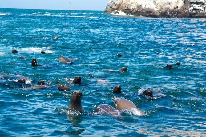 Palomino Islands Sea Lion Swim