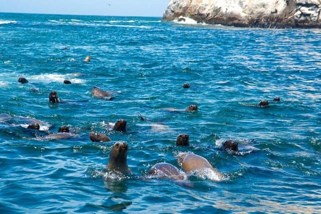 Adventure and adrenaline, swimming with SEA LIONS! & visit the Peruvian islands!