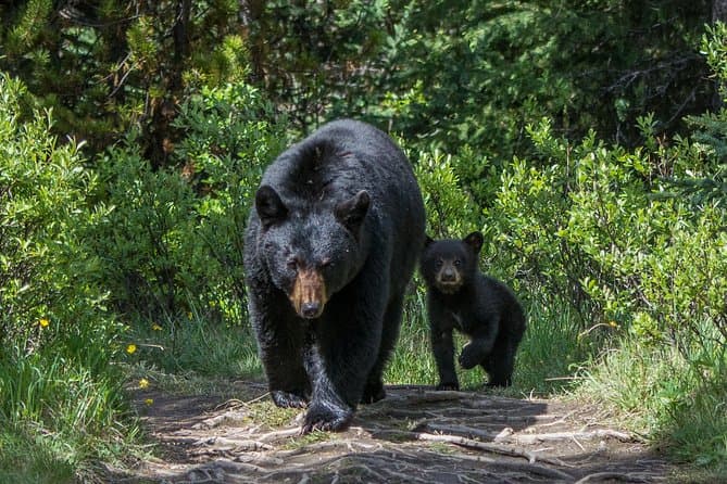 Unforgettable Jasper Wildlife Watching Adventures