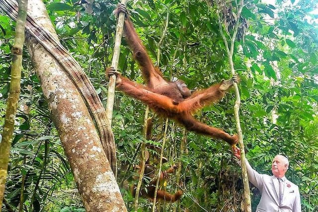Semenggoh Wildlife Centre: Orangutan Discovery from Kuching