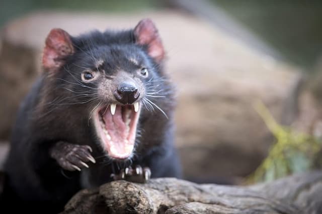 Port Arthur, Tassie Devils, Richmond & Tasman Peninsula
