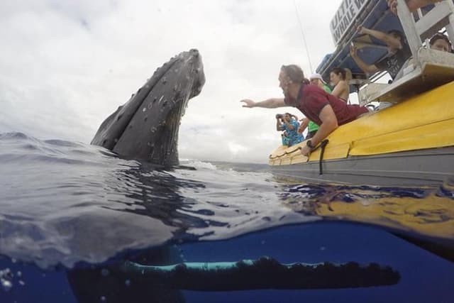 Maui: Ultimate Whale Watch from Lahaina
