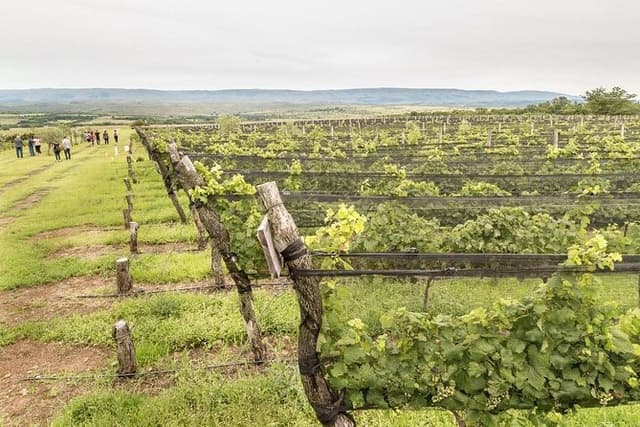 Wine Tour Privado a Calamuchita, Córdoba - Argentina
