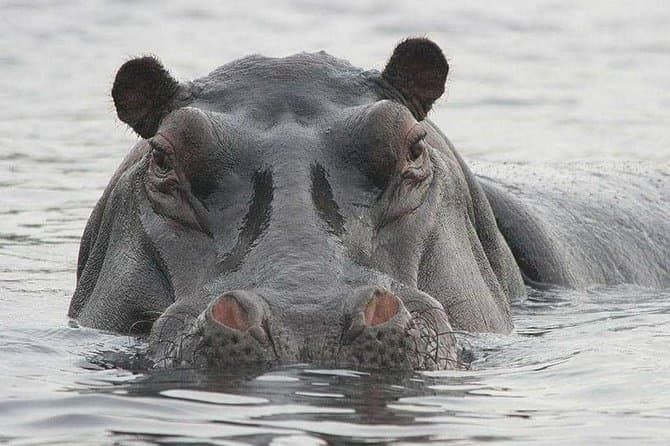Epic Wildlife Safaris: Explore Mole National Park