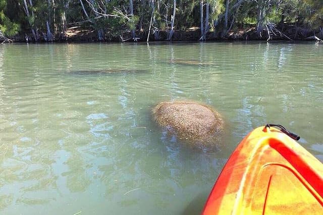 Dolphin & Manatee Kayaking Tour in Orlando Area