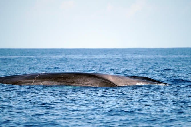 Unforgettable Marine Life Tours: Tenerife Whale Watching