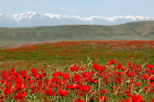 Trekking in Aksu-Zhabagly nature reserve (2 days)
