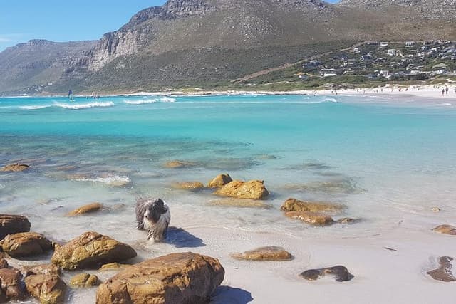 Private Tour Of Penguins, Cape Of Good Hope & Peninsula.