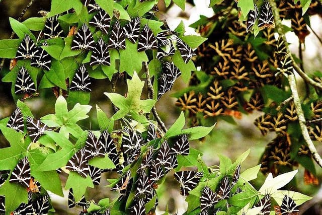 Discover Rhodes: Filerimos, Butterflies, Kameiros, Prof guide