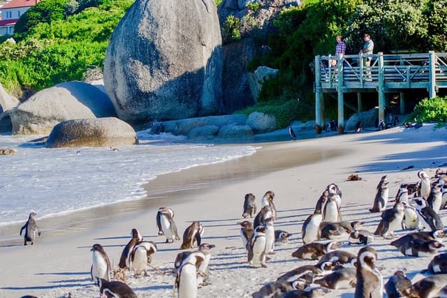 Full Day Cape Point Sightseeing Tour