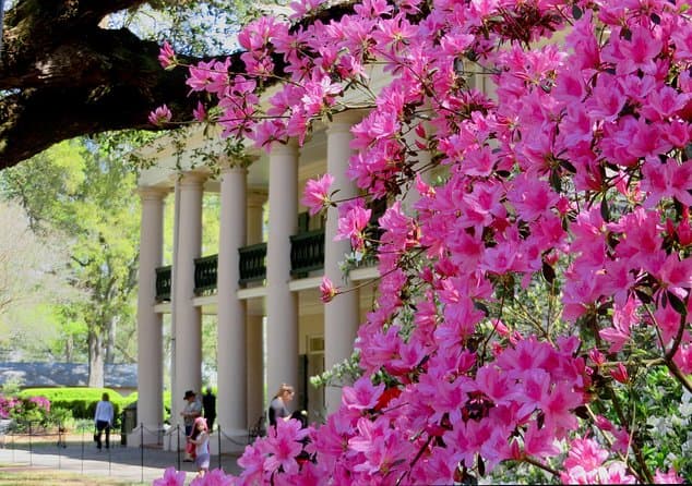 Oak Alley Plantation Tour with Transportation from New Orleans