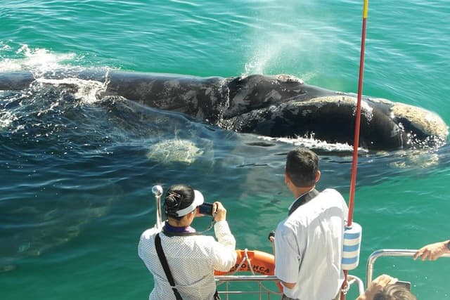Hermanus Whale Watching Boat Cruise & Penguins from Cape Town