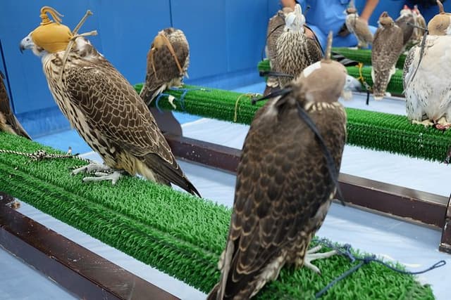 Guided Falcon Hospital Tour Abu Dhabi