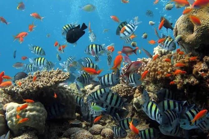 Blue Lagoon Snorkeling - Ubud