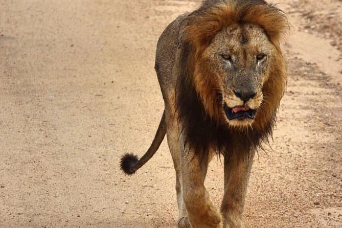 Kruger Safari Escapes from Nelspruit