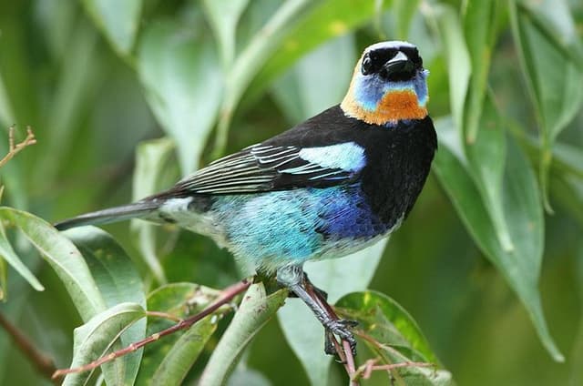 Birding Metropolitan Natural Park
