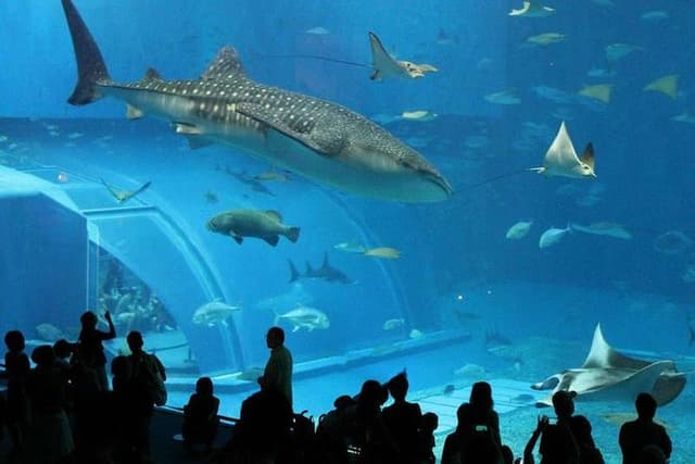 Aquario Tour - Rio de Janeiro