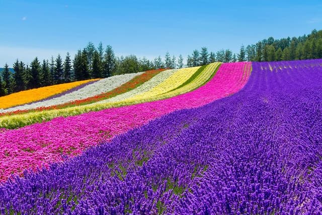 Furano & Biei Customised Private Day Tour (Up to 3 Pax/11 Hours)